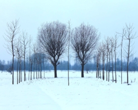 Quiet Trees in Snow